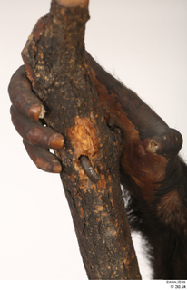Chimpanzee Bonobo hand 0014.jpg